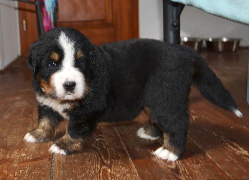 Toby4