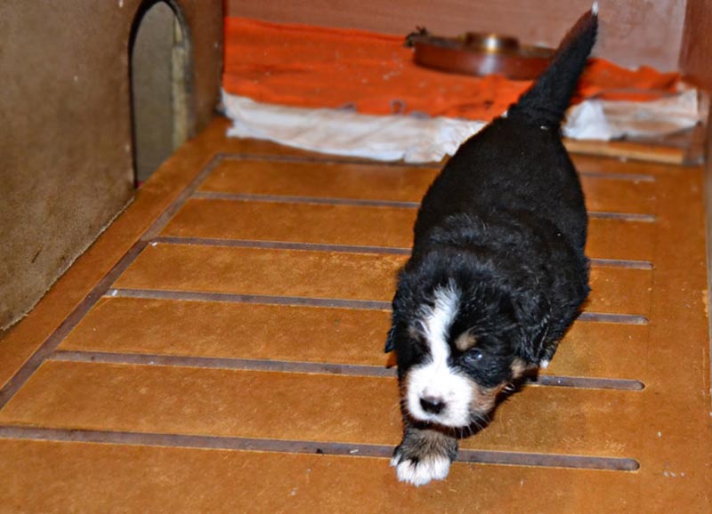Toby2