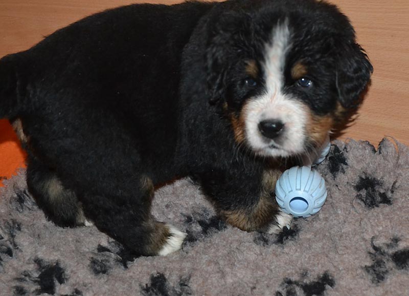 Toby3