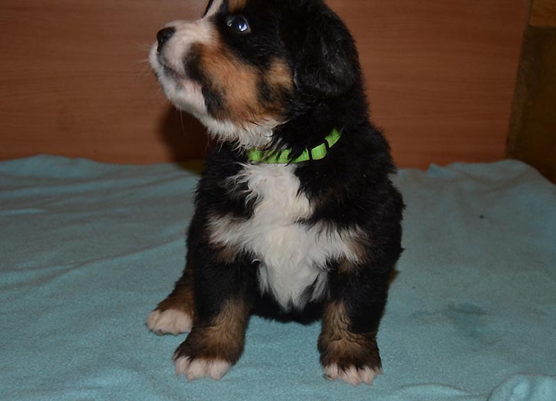 Toby4