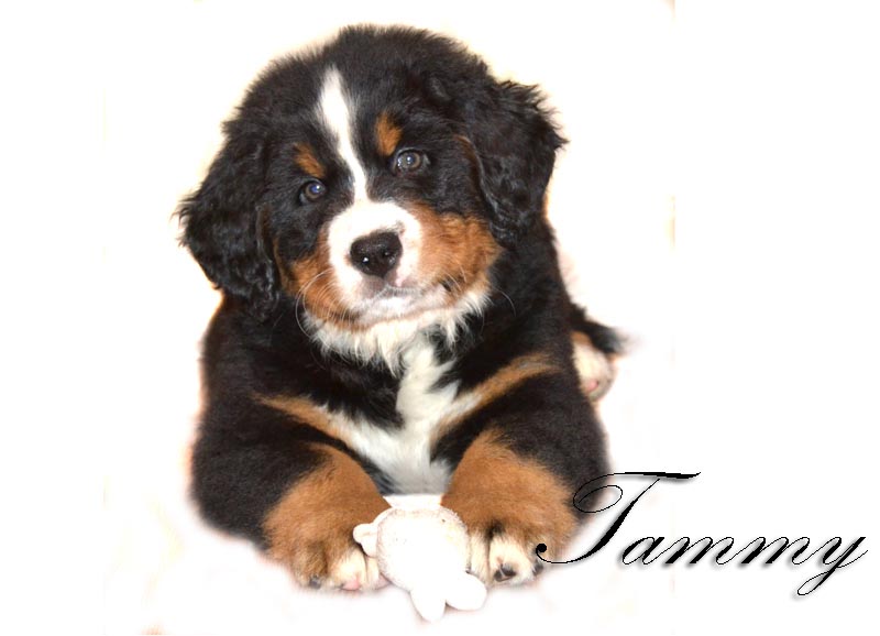 Tammy