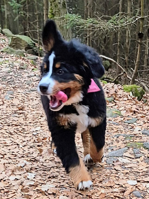 Tammy