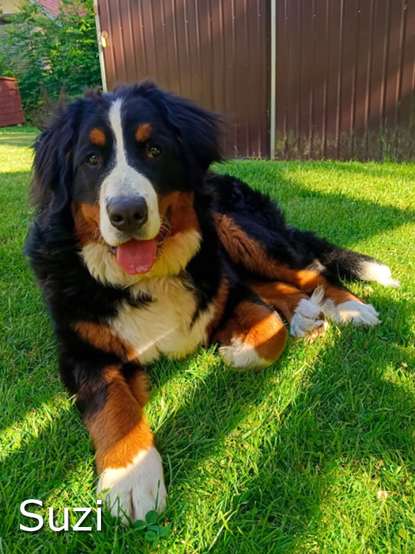Suzi